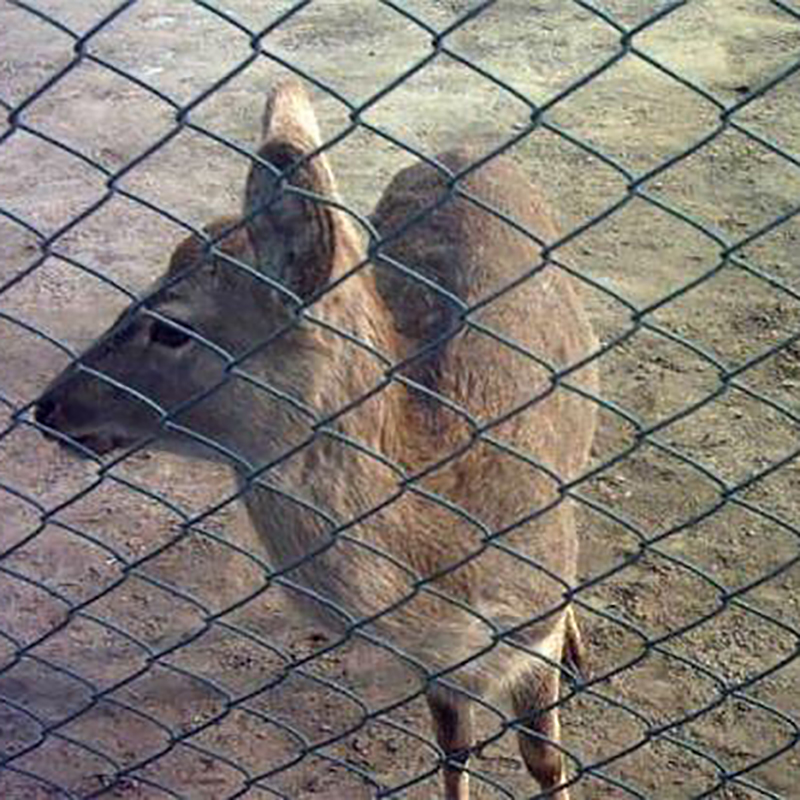 breeding fence (6)